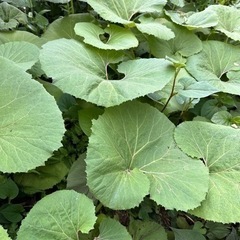 うさぎの乾燥オーガニックおやつ　受注の画像