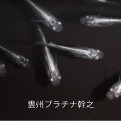 めだか　《雲州プラチナ幹之》