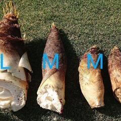 孟宗竹タケノコの画像