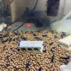 ブルーシュリンプ2の画像