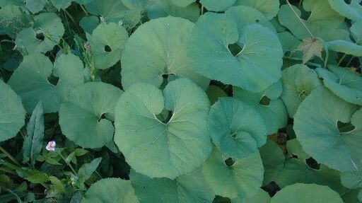 『フキ取り体験！体験はお金で買えない❗』今が柔らかく美味しい！『フキの採取権』全部です!