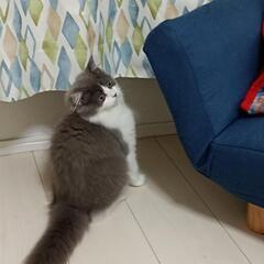 ゆる〜くダイエット友達🐱