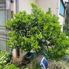 金柑の植木鉢