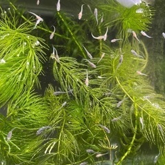 グッピー 稚魚 10匹の画像