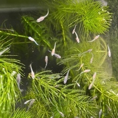 グッピー 稚魚 10匹の画像