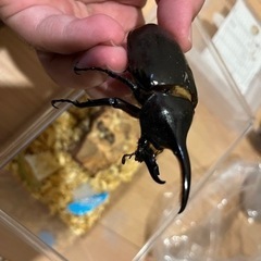 ヘラクレスの画像