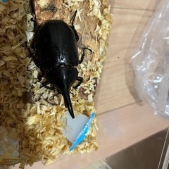 ヘラクレスの画像