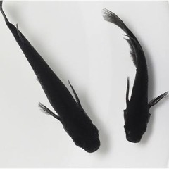 メダカ　オロチ　有精卵30