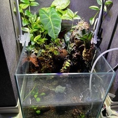 2アクアテラリウム(熱帯魚水槽)観葉植物