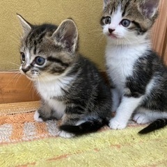生後１ヶ月＊子猫4つ子＊白黒・トラ＊目がブルー
