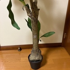 フェイクグリーンの画像