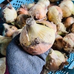 訳あり　新玉ねぎ　1kg
