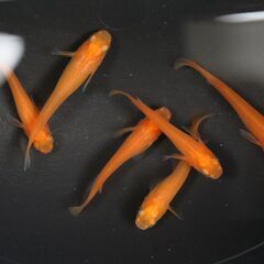 【5匹セット】楊貴妃メダカ