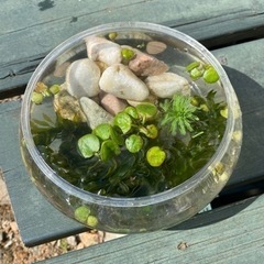 【水草】アナカリス　アマゾンフロッグピット　玉砂利もセット