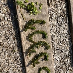 【水草】アナカリス　アマゾンフロッグピット　玉砂利もセットの画像