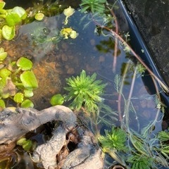 【水草】アナカリス　アマゾンフロッグピット　玉砂利もセットの画像