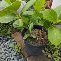 紫陽花2本