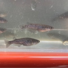 ブラックダイヤ10匹、小町10匹、サファイア10匹の画像