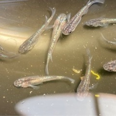 ブラックダイヤ10匹、小町10匹、サファイア10匹の画像