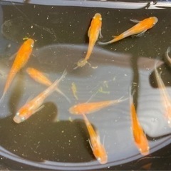 ブラックダイヤ10匹、小町10匹、サファイア10匹の画像