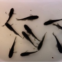 ブラックダイヤ10匹、小町10匹、サファイア10匹の画像