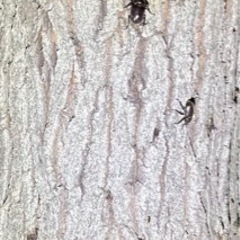 カブトムシ・クワガタ採集（さいまた市周辺） − 埼玉県