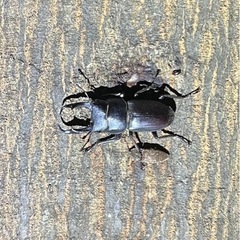 カブトムシ・クワガタ採集（さいまた市周辺） - 友達