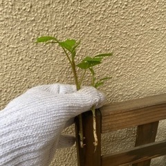 【お譲り先　決定✨】ラズベリー🌱　