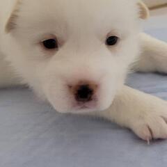 里親募集　仔犬①【譲渡予定済】