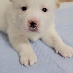 里親募集　仔犬②