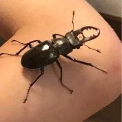 ヒラタ・ミヤマ・カブトムシ探してます