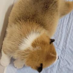 里親募集　仔犬④ - 三原市