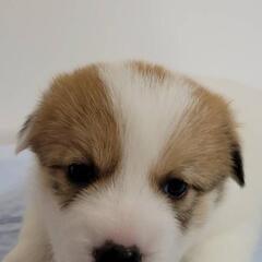 里親募集　仔犬⑤