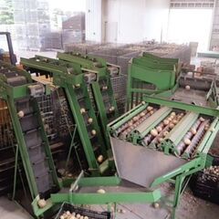 【短期】未経験OK！玉ねぎ農園での収穫・出荷作業などの農作業【フルタイム】の画像