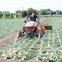 【短期】未経験OK！玉ねぎ農園での収穫・出荷作業などの農作業【フルタイム】の画像