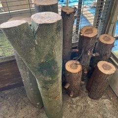 切り株 丸太 広葉樹 針葉樹 DIYの画像