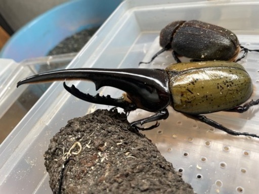 ヘラクレス　カブトムシ　成虫　3匹セット