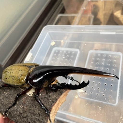 ヘラクレス　カブトムシ　成虫　3匹セット