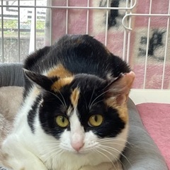 人懐こい美人な三毛猫　よもぎちゃん