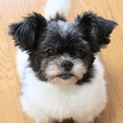 かわいいワンちゃんが住んでます。動物好きな障がい者の方、ワンちゃ...