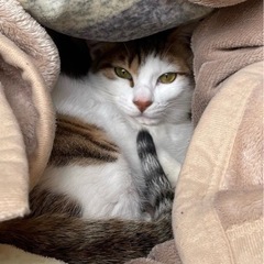 美人姉妹の三毛猫　ちぎりちゃん