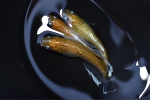 レッドクリフ紅白　トリオ　GW限定