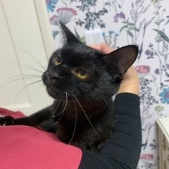 ダイナマイトボディの抱き甲斐のあるごま塩くん