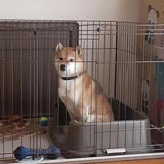 新しい家族が出来ました！