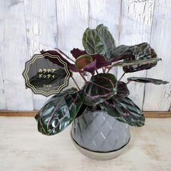カラテア ドッティ　観葉植物