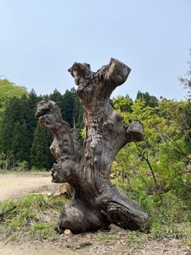 木