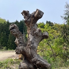 木