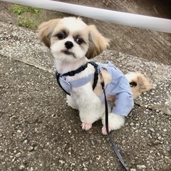 里親様が決まりました。たくさんの応募をして下さりありがとうござい...