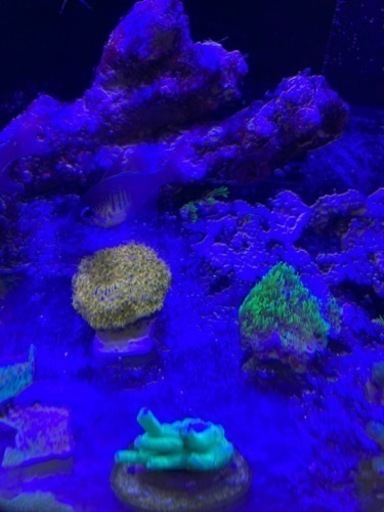 サンゴ　クサビライシ　ゴールド　おまけスターポリプ