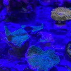 サンゴ　ヘロコーラル　おまけウスコモングリーンの画像